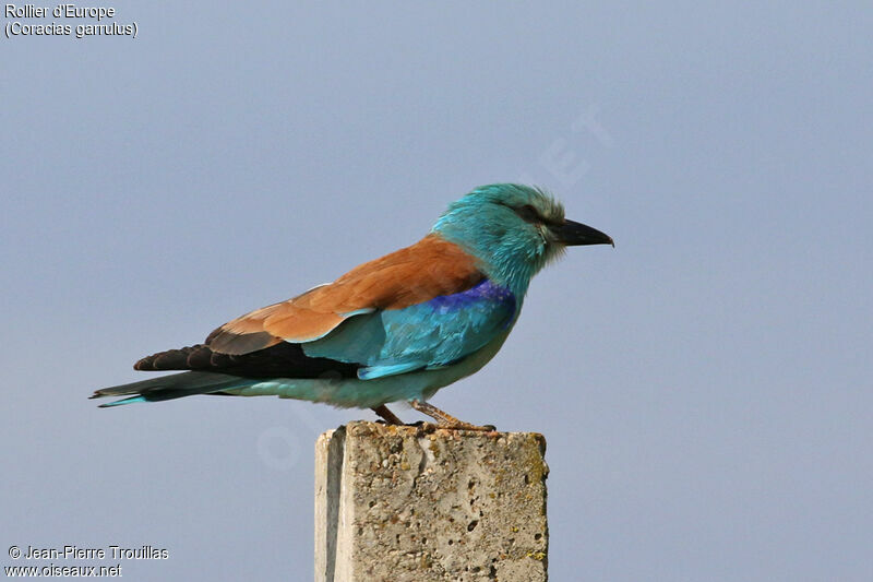 European Roller