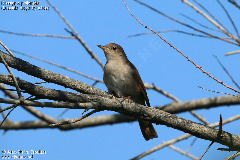 Common Nightingale