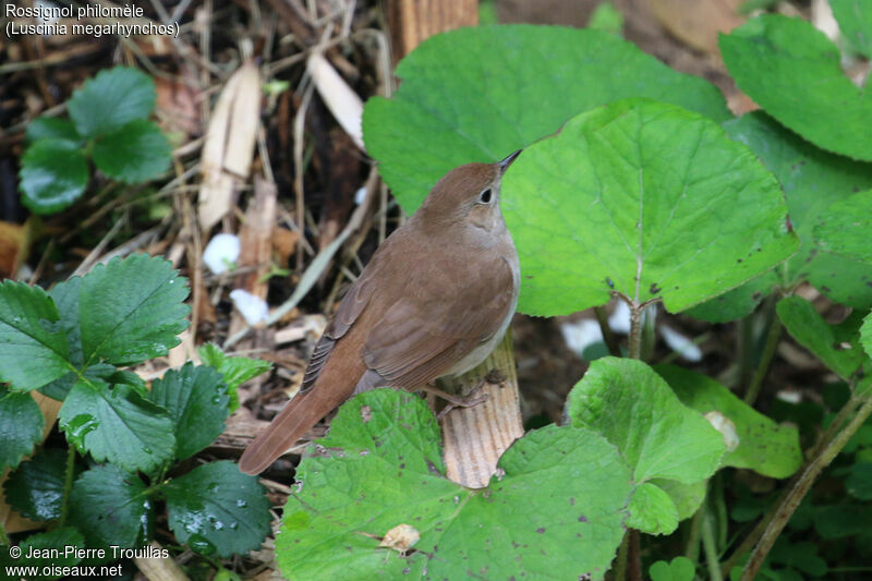 Common Nightingale