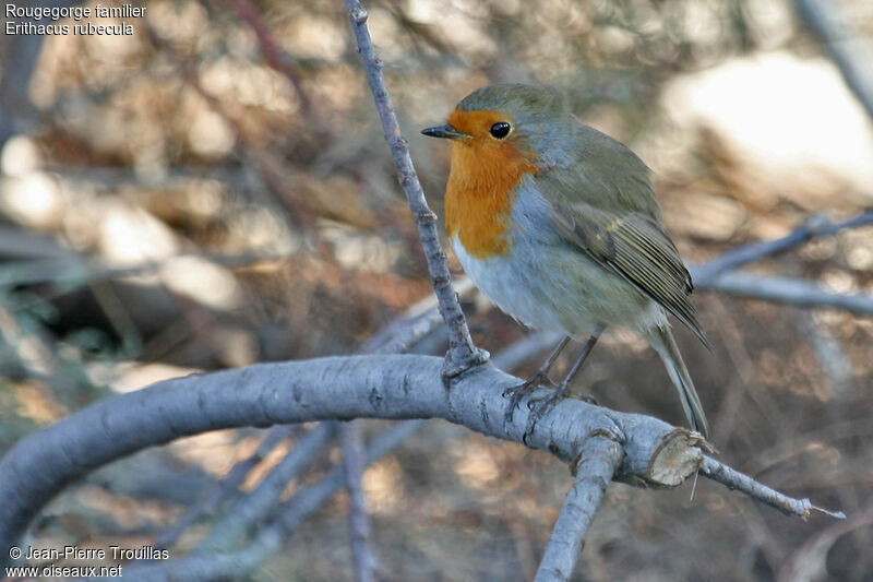 European Robin