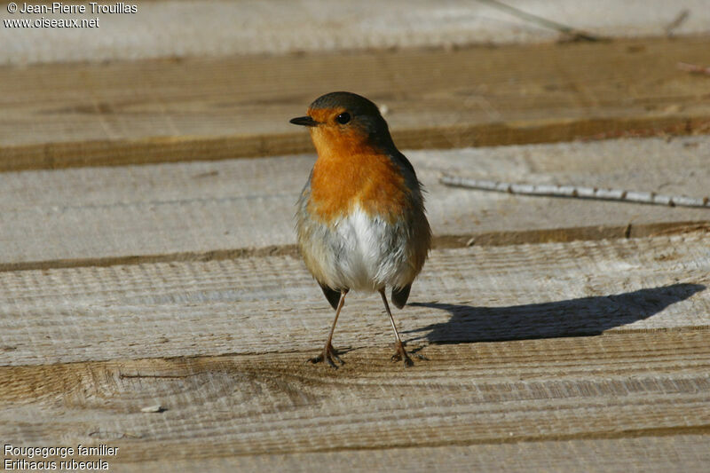 European Robin