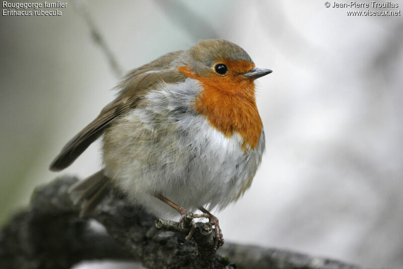 European Robin