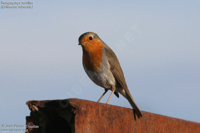 European Robin