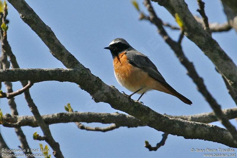 Common Redstart