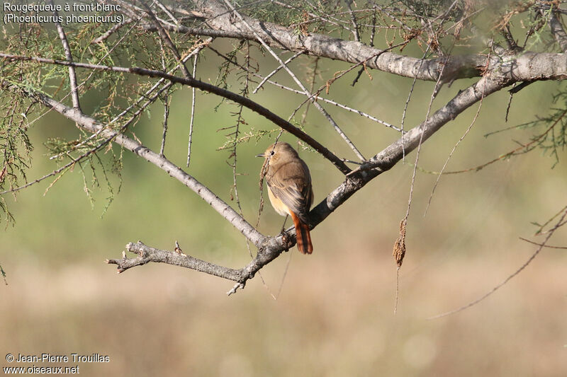 Common Redstart