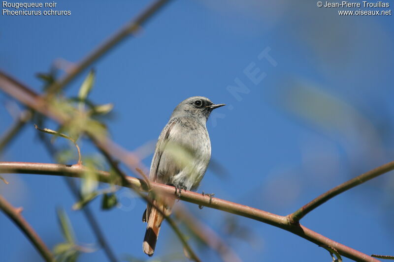 Black Redstart