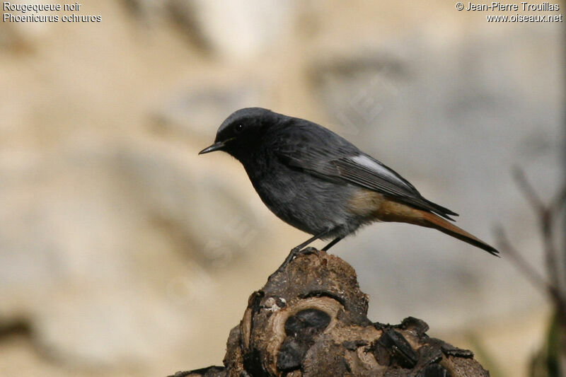 Black Redstart