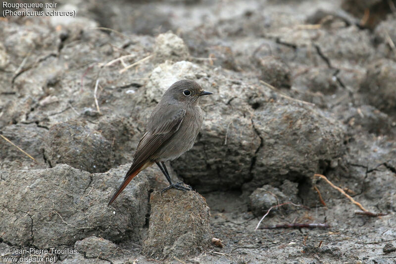 Black Redstart