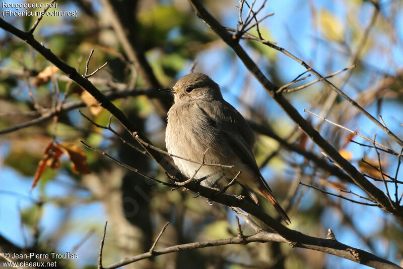 Black Redstart