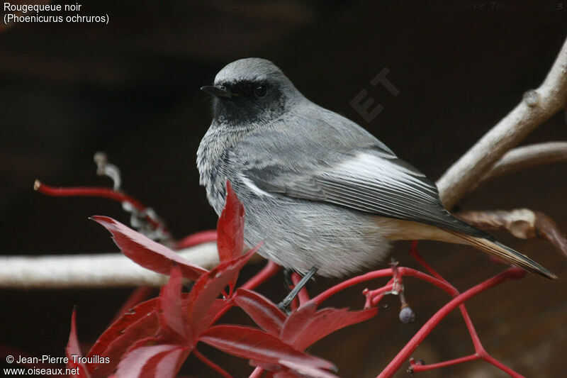 Black Redstart