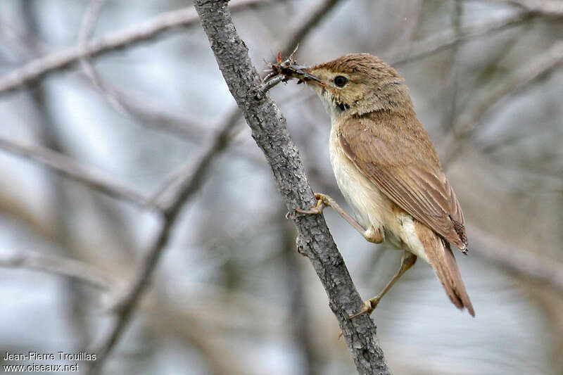 Common Reed Warbleradult, fishing/hunting