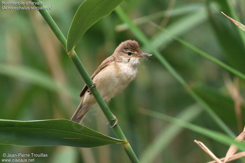 Common Reed Warbler