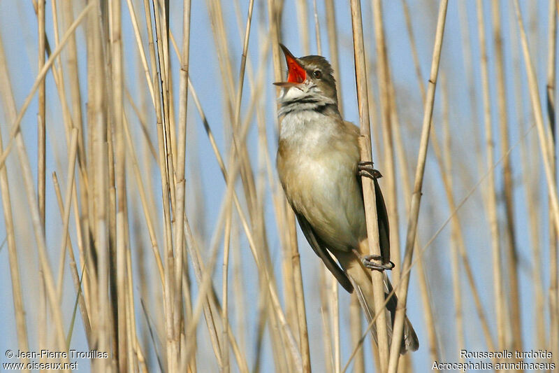 Great Reed Warbler