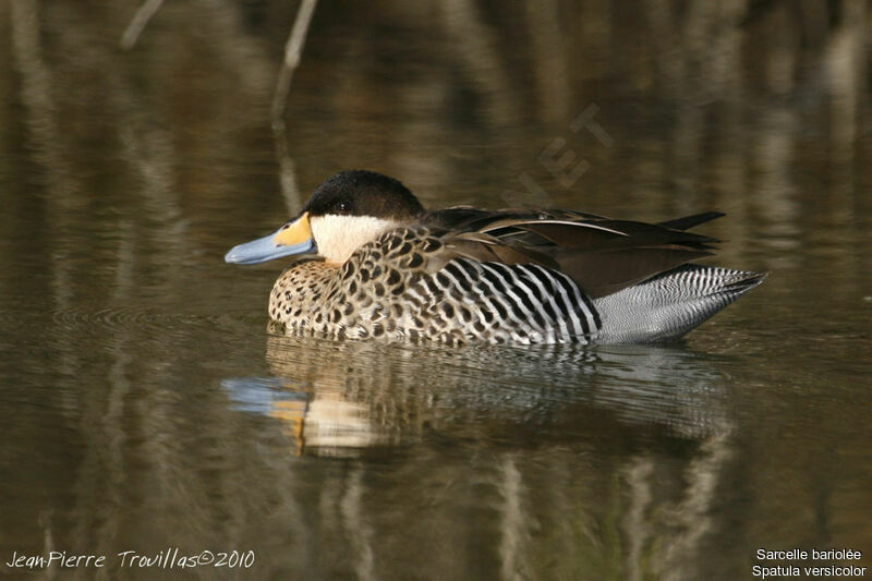 Silver Teal, identification