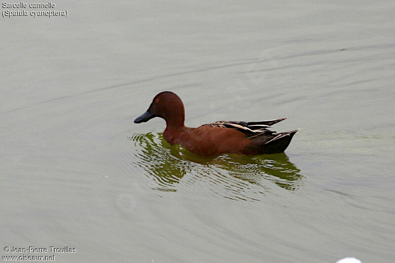 Cinnamon Teal