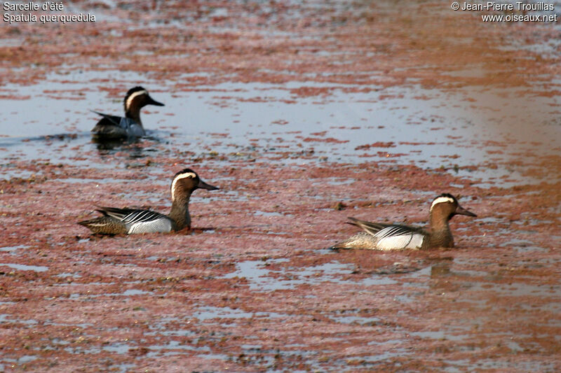 Garganey