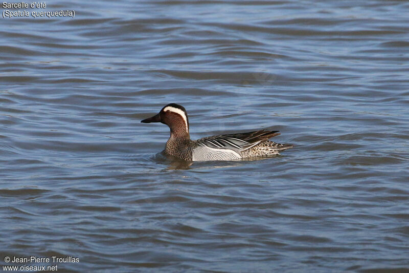 Garganey male