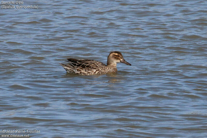 Garganey female