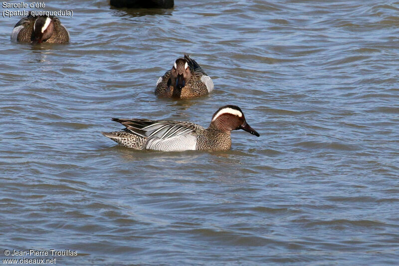 Garganey male