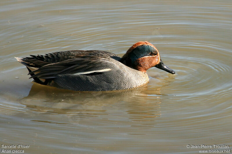 Eurasian Teal