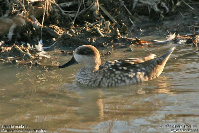 Marbled Duck