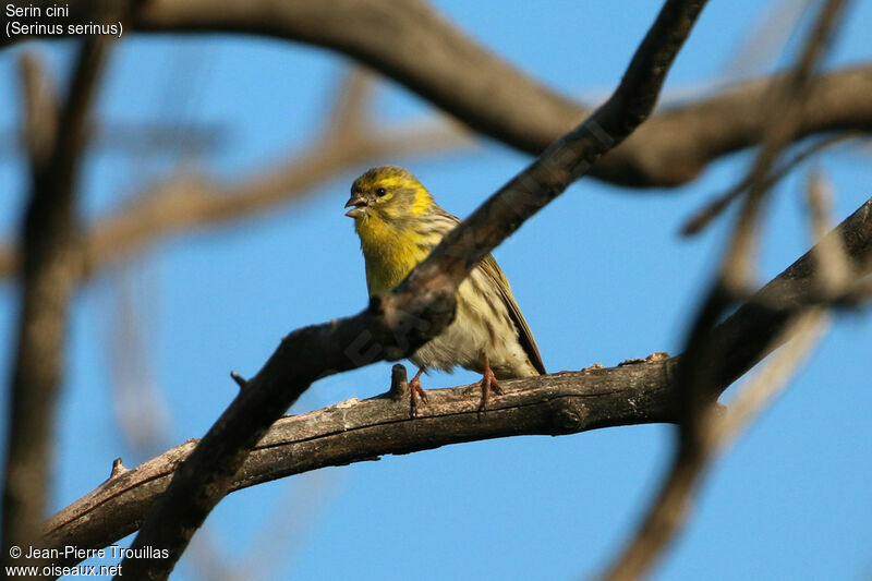 Serin cini mâle