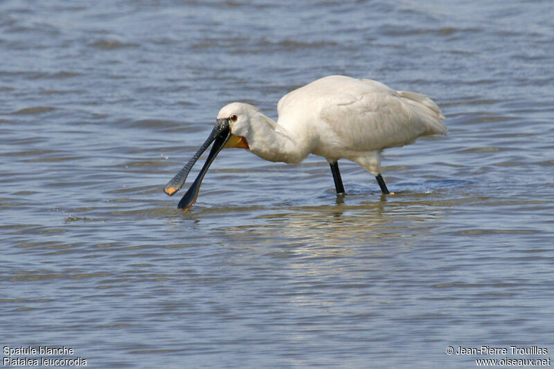 Eurasian Spoonbill