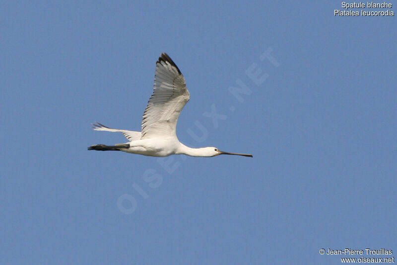 Eurasian Spoonbill