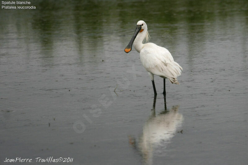 Eurasian Spoonbill