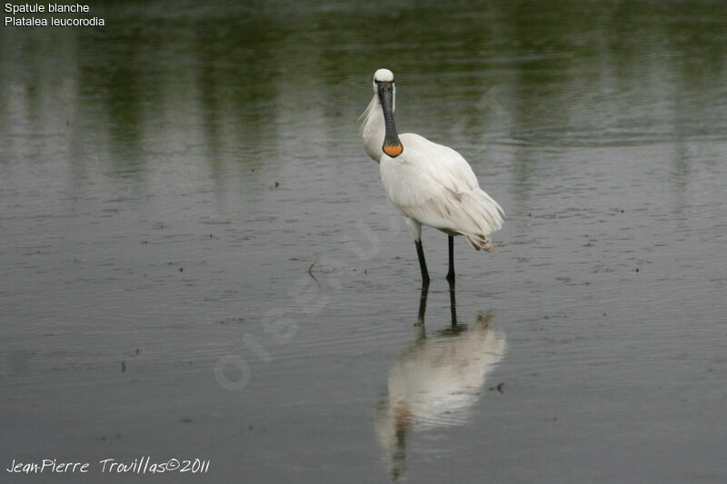 Eurasian Spoonbill