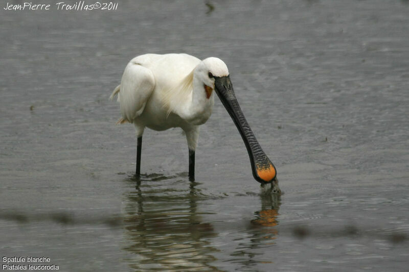 Eurasian Spoonbill