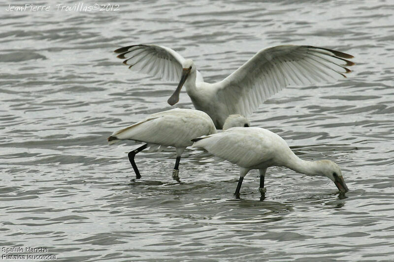 Eurasian Spoonbill