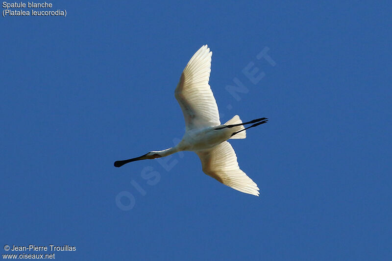 Eurasian Spoonbill