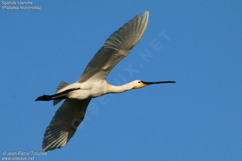 Eurasian Spoonbill