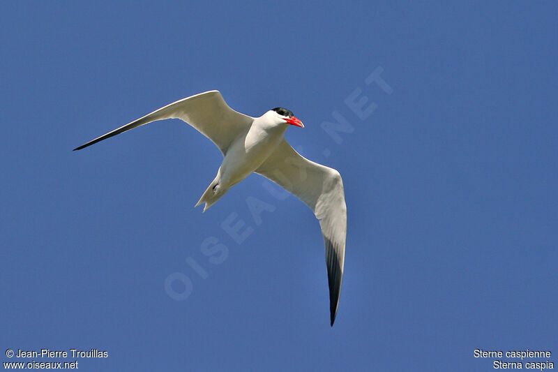 Caspian Tern