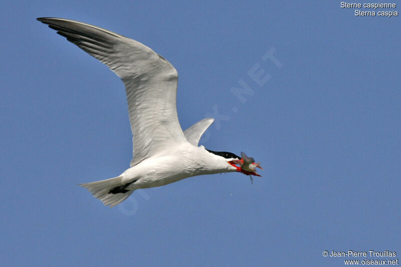 Caspian Tern