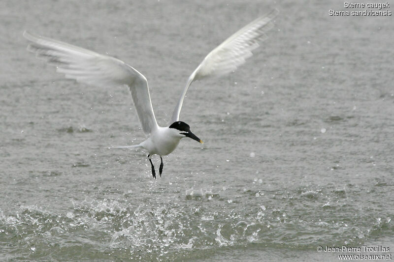 Sandwich Tern