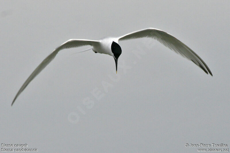 Sandwich Tern