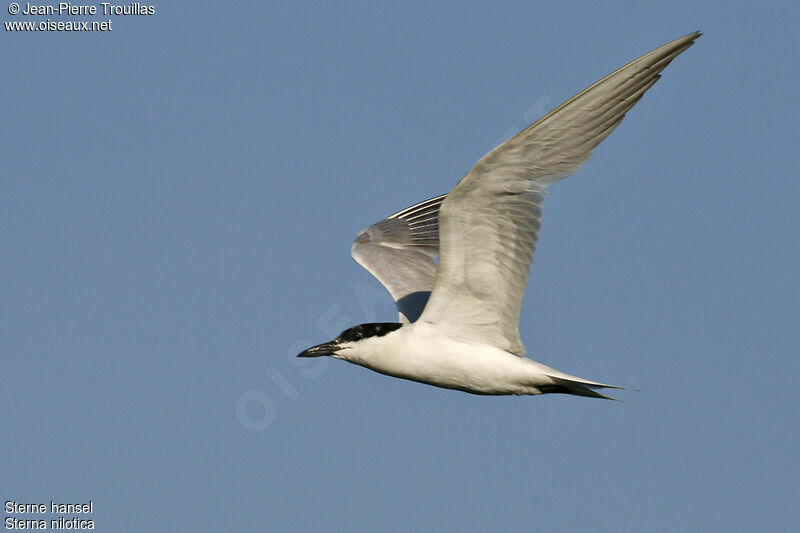 Gull-billed Tern