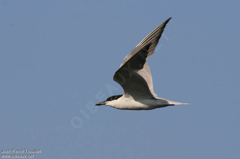 Gull-billed Ternadult transition, Flight