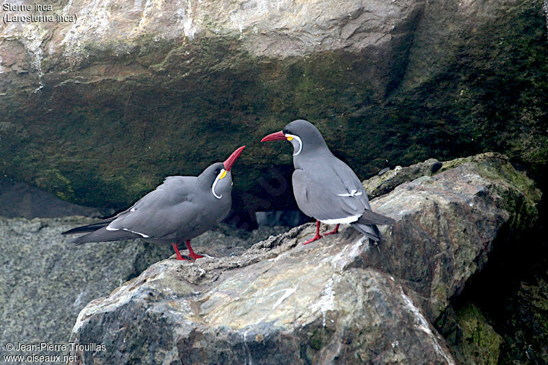 Inca Tern