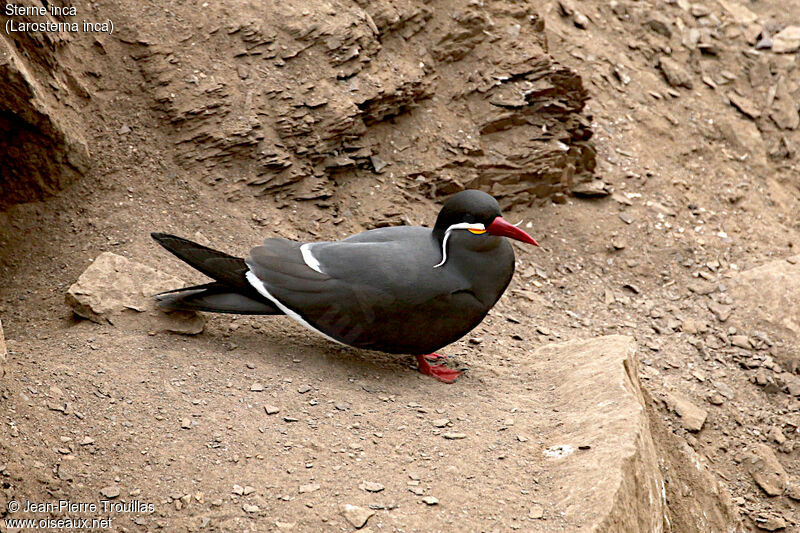 Inca Tern