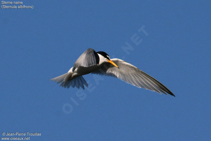 Little Tern