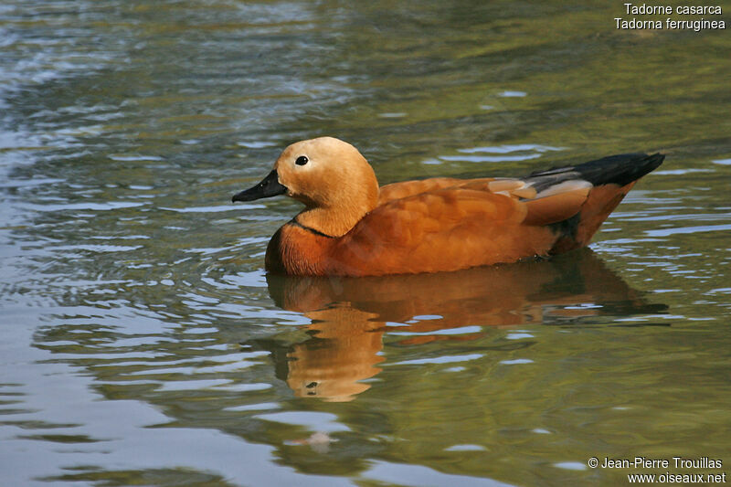 Ruddy Shelduck