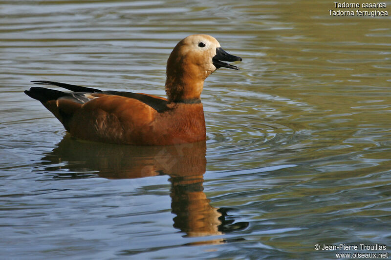 Ruddy Shelduck