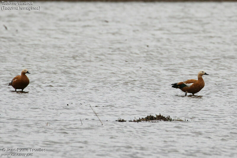 Ruddy Shelduck