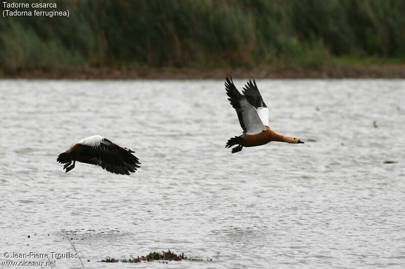 Ruddy Shelduck