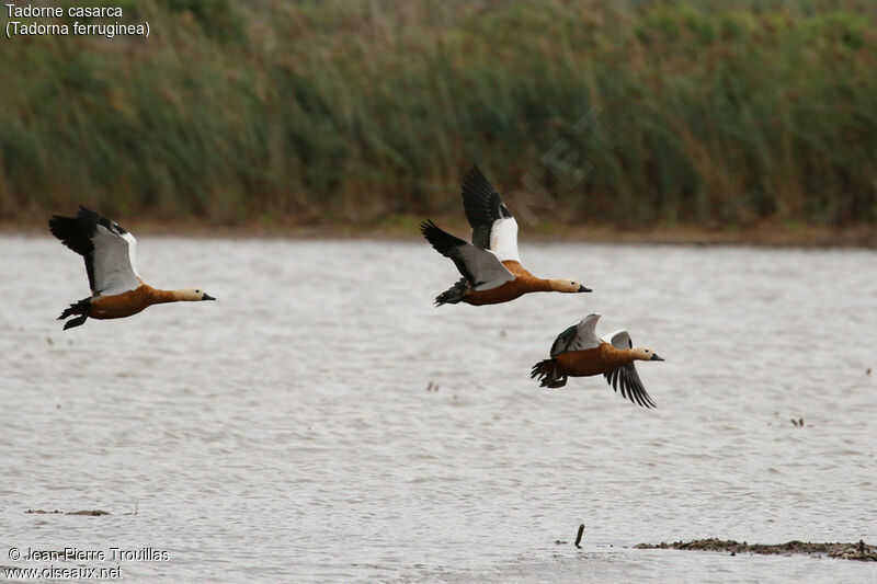 Ruddy Shelduck