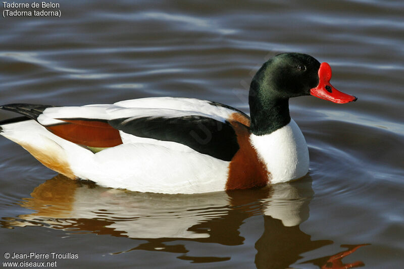 Common Shelduck