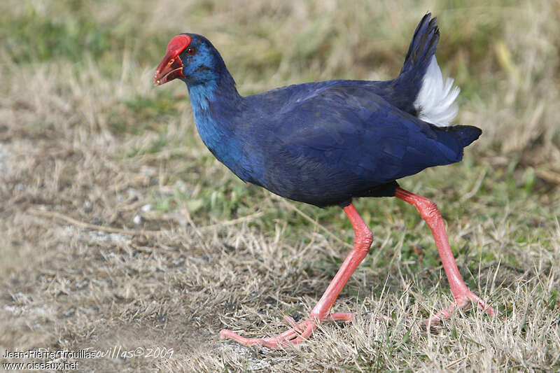 Western Swamphenadult breeding, identification